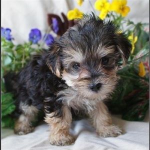 Meet your Posher, Debra